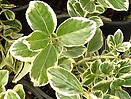 Euonymus j silver king 