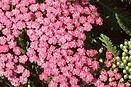 Achillea millefolium 'Pink Grapefruit'