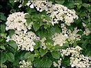 Hydrangea anomala petiolaris 