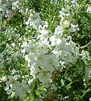 Angelonia Angelmist White 