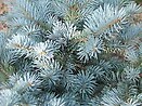 Picea pungens `glauca globosa` 