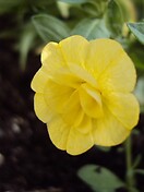 Calibrachoa Mini Famous Lemon 