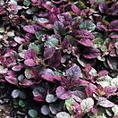 Ajuga reptans burgundy glow 