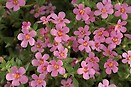 Bacopa Betty Pink 