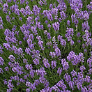 Lavendar Munstead 