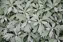 Artemisia ludoviciana valerie finnis 