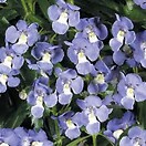 Angelonia Angelface Dresden Blue 