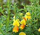 Cytisus `madame butterfly` 