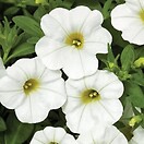 Calibrachoa Callie Coral White 