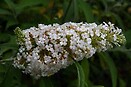 Buddleja davidii white profusion 