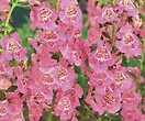 Angelonia Angelface Pink 