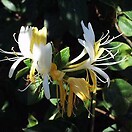 Lonicera jap halliana 