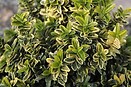 Euonymus j micro sunny delight r 