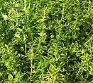 Thyme Variegated Lemon 