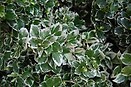 Euonymus fortunei `moonshadow` 