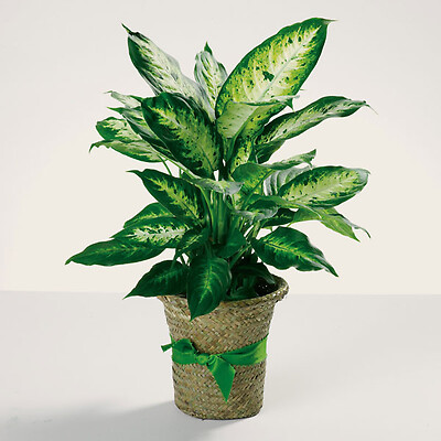 Dieffenbachia