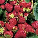 Strawberry Fort Laramie