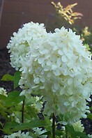 Hydrangea pani limelight tree 