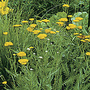 Achillea 'Coronation Gold'