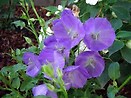 Campanula carpatica blue clips 