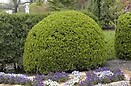 Buxus j green beauty 