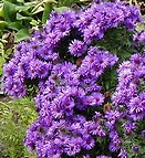 Aster novae-angliae purple dome 