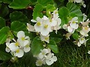 Begonia Babywing White 