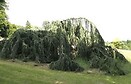 Cedrus atlantica glauca pndula 