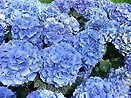 Hydrangea mac. `endless summer` 