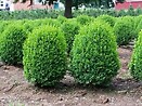 Buxus semp suffruticosa 