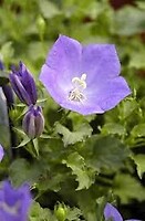 Campanula carpatica pearl blue 