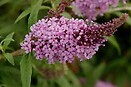 Buddleja buzz violet 